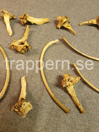 Djurskelett Osorterad main image 0